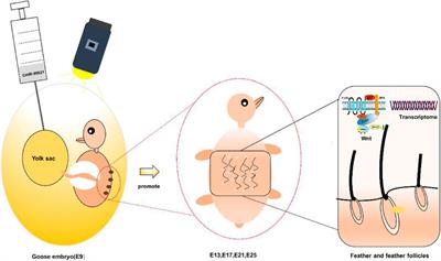 In Ovo Injection of CHIR-99021 Promotes Feather Follicle Development via Modulating the Wnt Signaling Pathway and Transcriptome in Goose Embryos (Anser cygnoides)